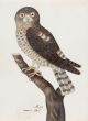Spotted Owlet (Athene brama)