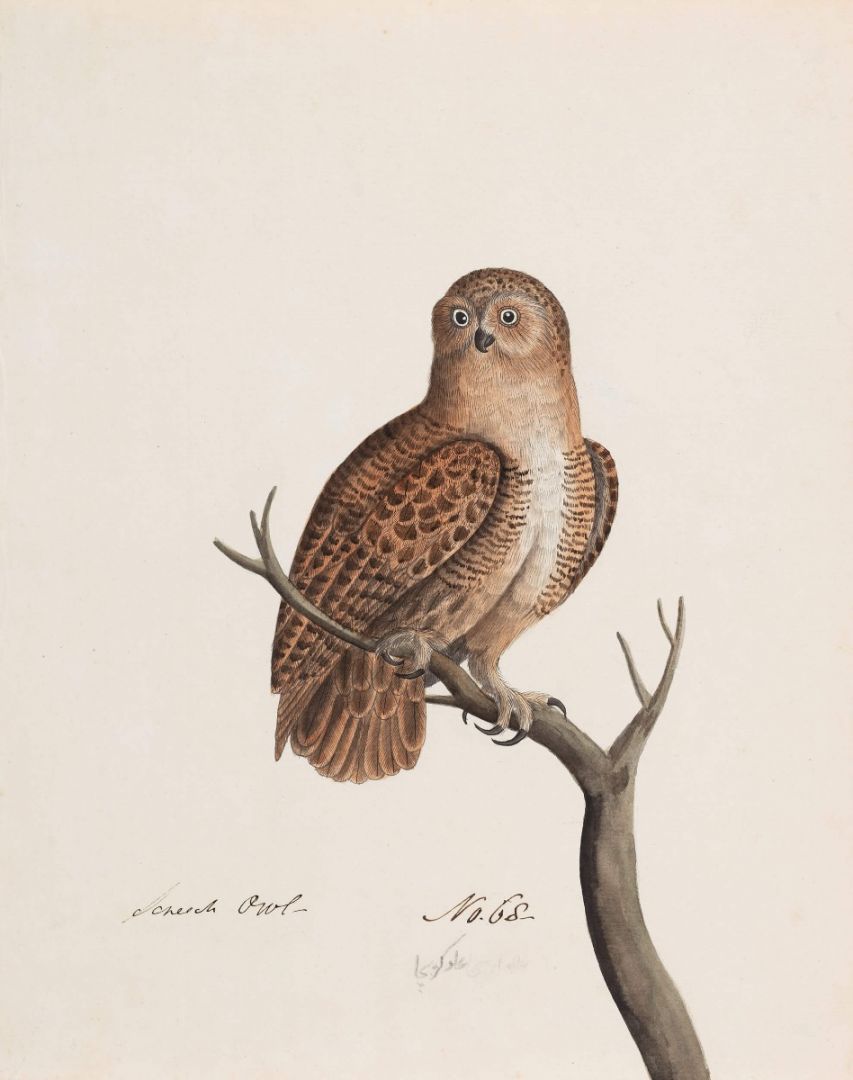 Brown Wood Owl (Strix leptogrammica)