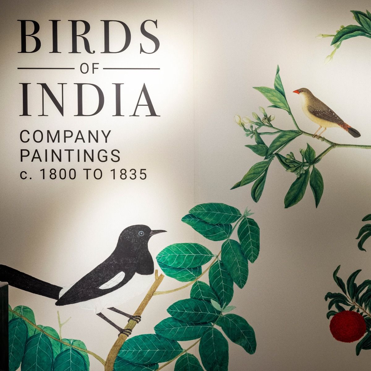 BIRDS OF INDIA - DAG World
