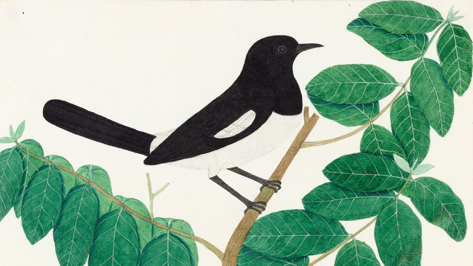 Birds of India: Company Paintings c. 1800 to 1835