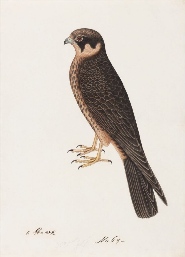 Peregrine Falcon (Falco peregrinus peregrinator)