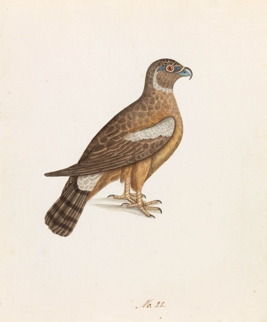 Unidentified Eagle or Harrier