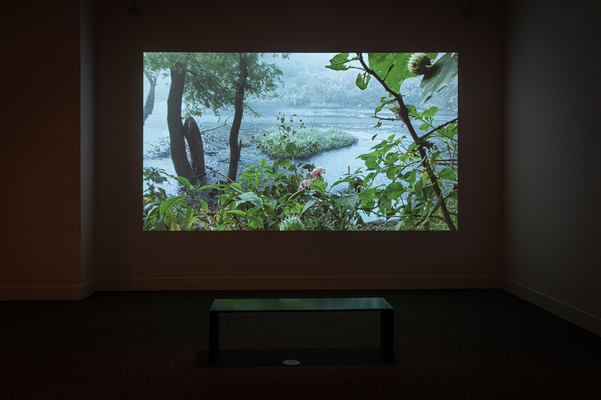 Imaging Water A Conversation with the Smithsonian's Carol Huh