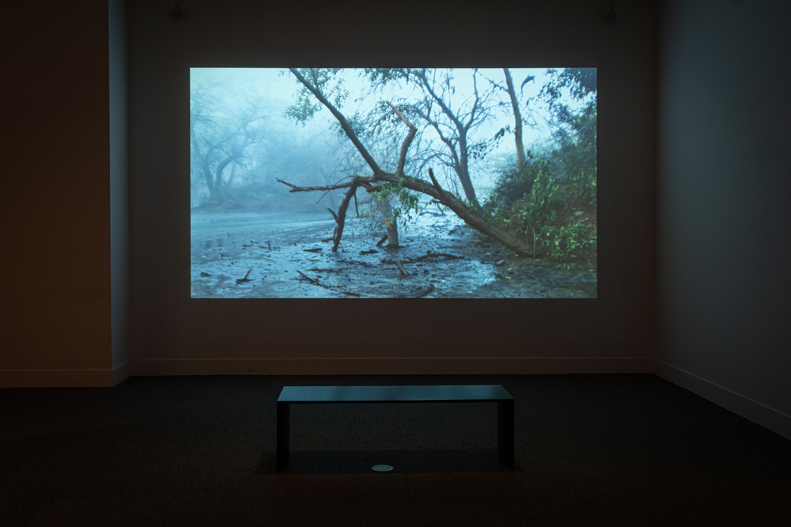 Imaging Water A Conversation with the Smithsonian's Carol Huh